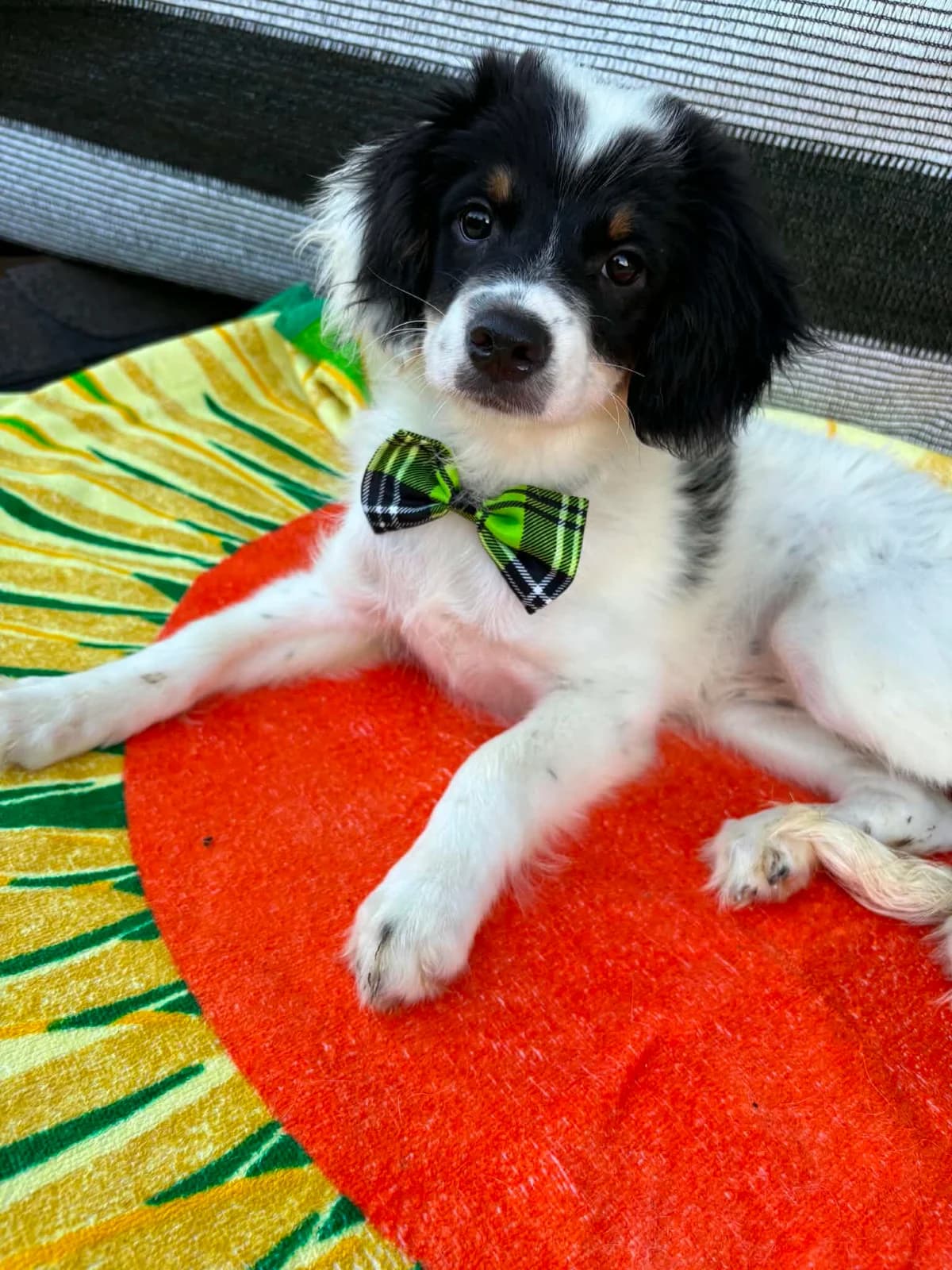 Pepper, female puppy Mixed Breed for adoption at Tierfreunde im Fläming e.V.