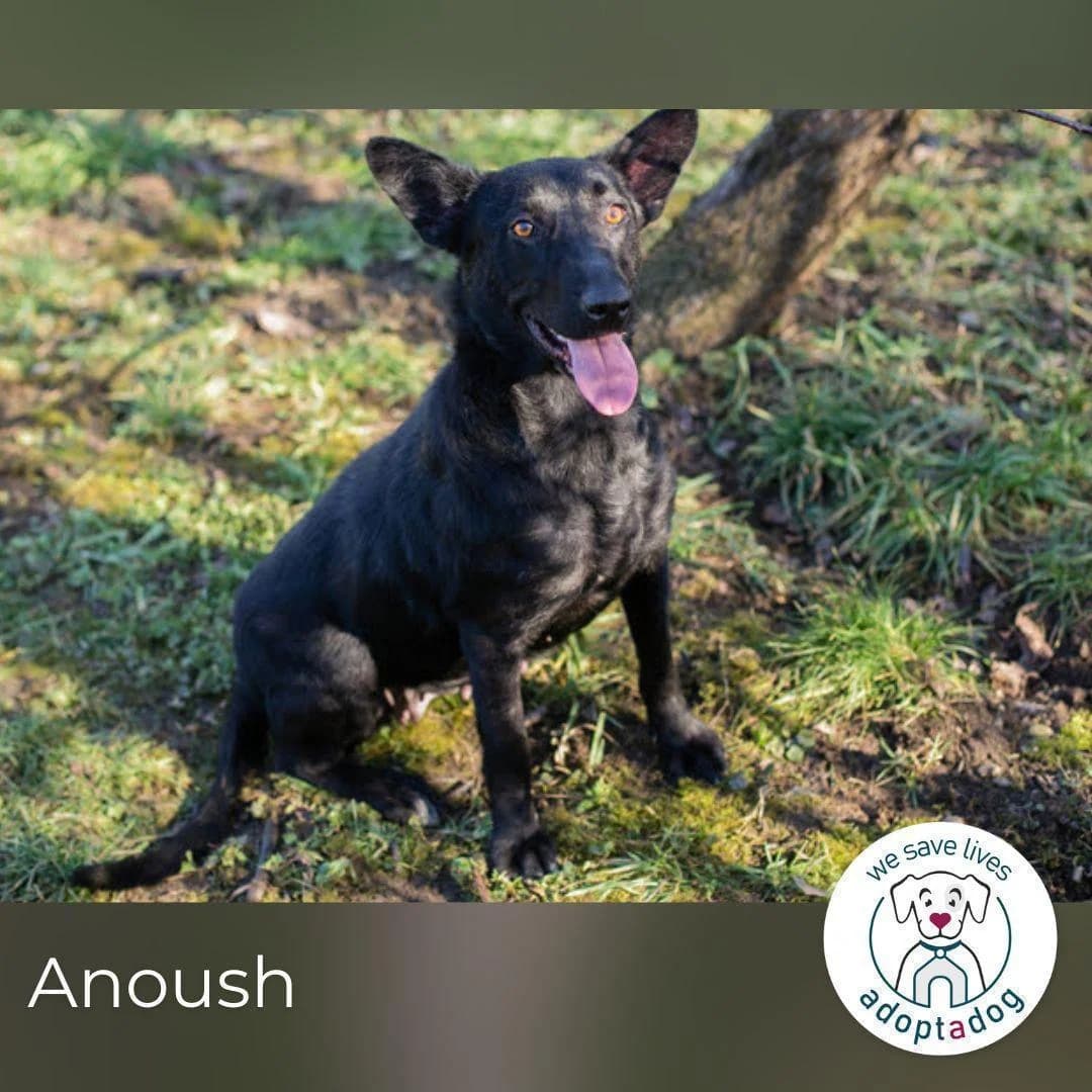 Anoush, female 3yo Mixed Breed for adoption at Tierfreunde im Fläming e.V.