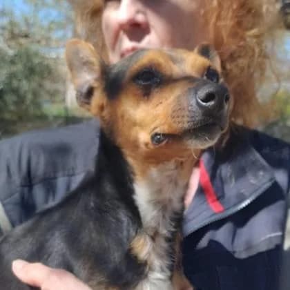 Rusty1, schwarz female 6yo Mixed Breed for adoption at Tierfreunde im Fläming e.V.