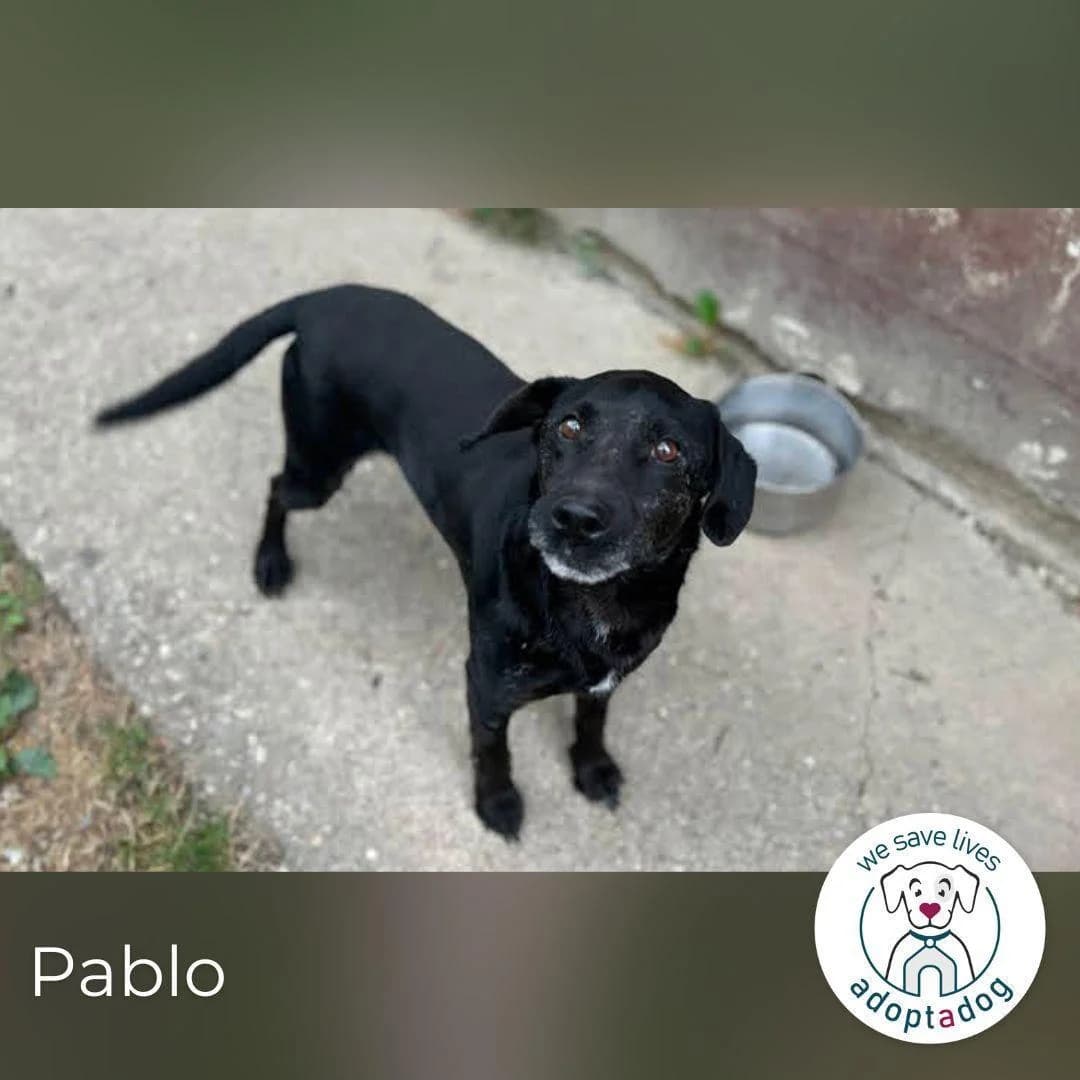 Pablo, male senior Mixed Breed for adoption at Tierfreunde im Fläming e.V.