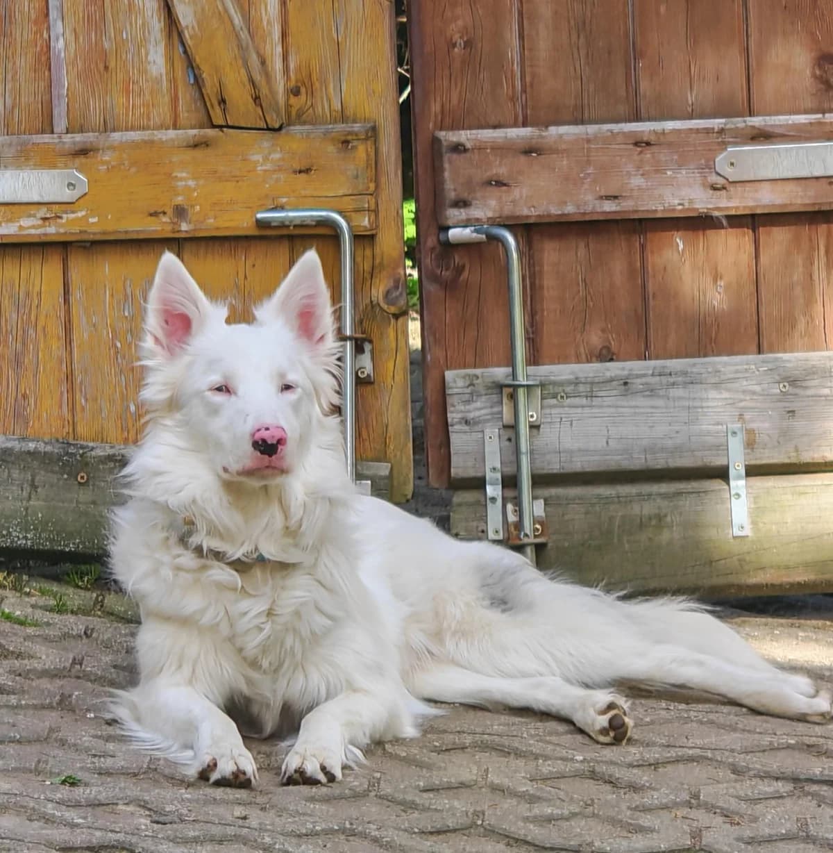 Valentin, weiß male young Border Collie for adoption at Tierfreunde im Fläming e.V.