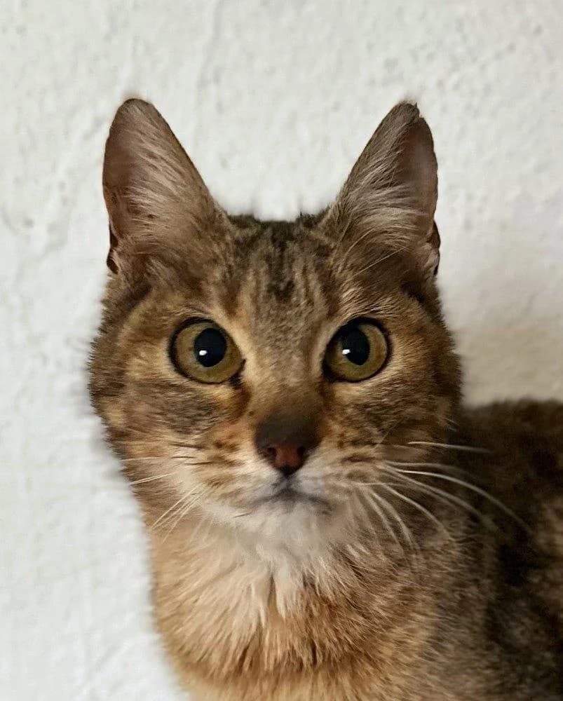 Cereza, weiß female 4yo mixed breed for adoption at Tierfreunde im Fläming e.V.