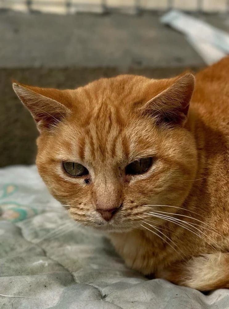 Mandarina, female senior mixed breed for adoption at Tierfreunde im Fläming e.V.