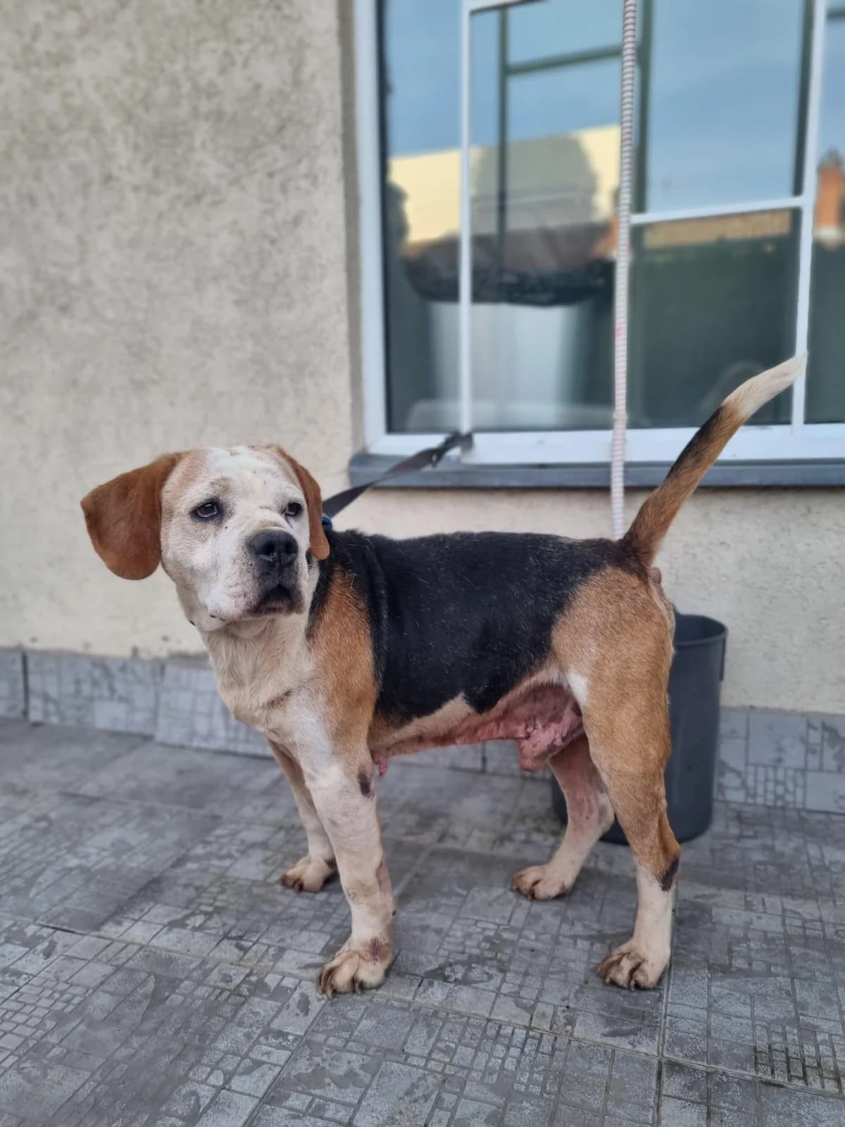 Eddy, male 7yo Beagle for adoption at Tierfreunde im Fläming e.V.