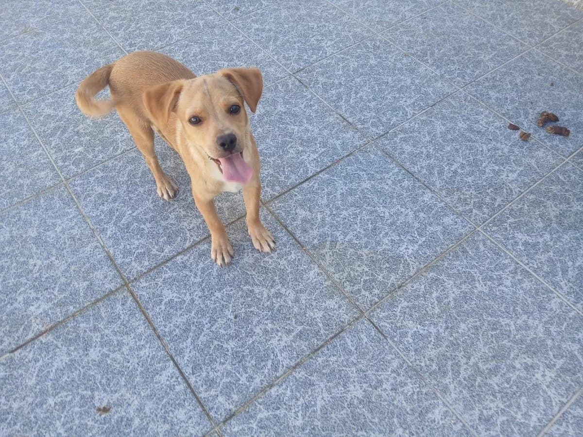 Ermis, male puppy Mixed Breed for adoption at Tierfreunde im Fläming e.V.