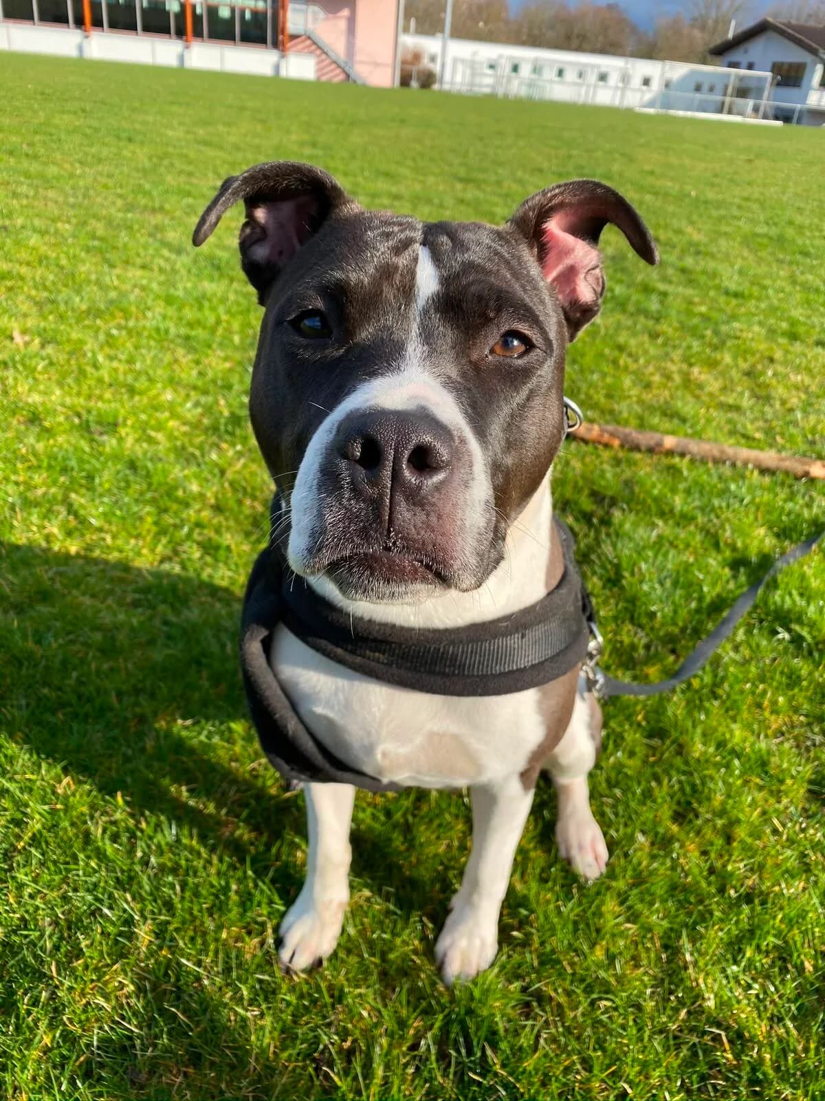 Sheila, Help ! I need somebody,Help! not just anybody, female 7yo Staffordshire Bull Terrier for adoption at Tierfreunde im Fläming e.V.