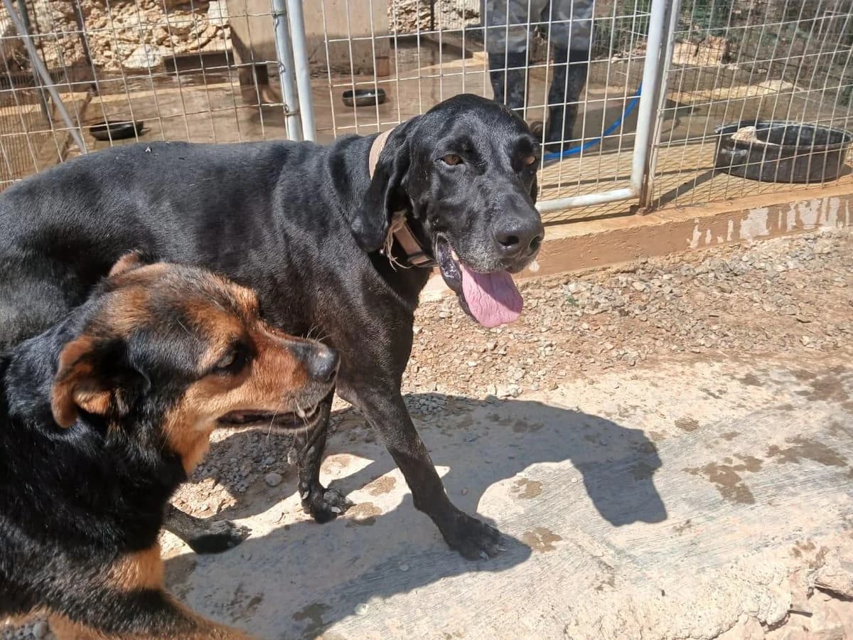 Lex, male 5yo Mixed Breed for adoption at Tierfreunde im Fläming e.V.