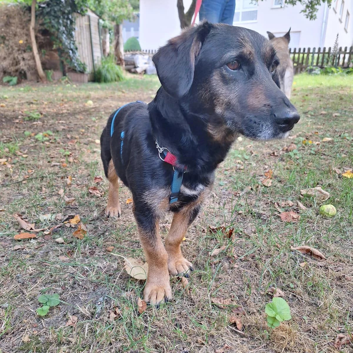 Meki, female senior Mixed Breed for adoption at Tierfreunde im Fläming e.V.