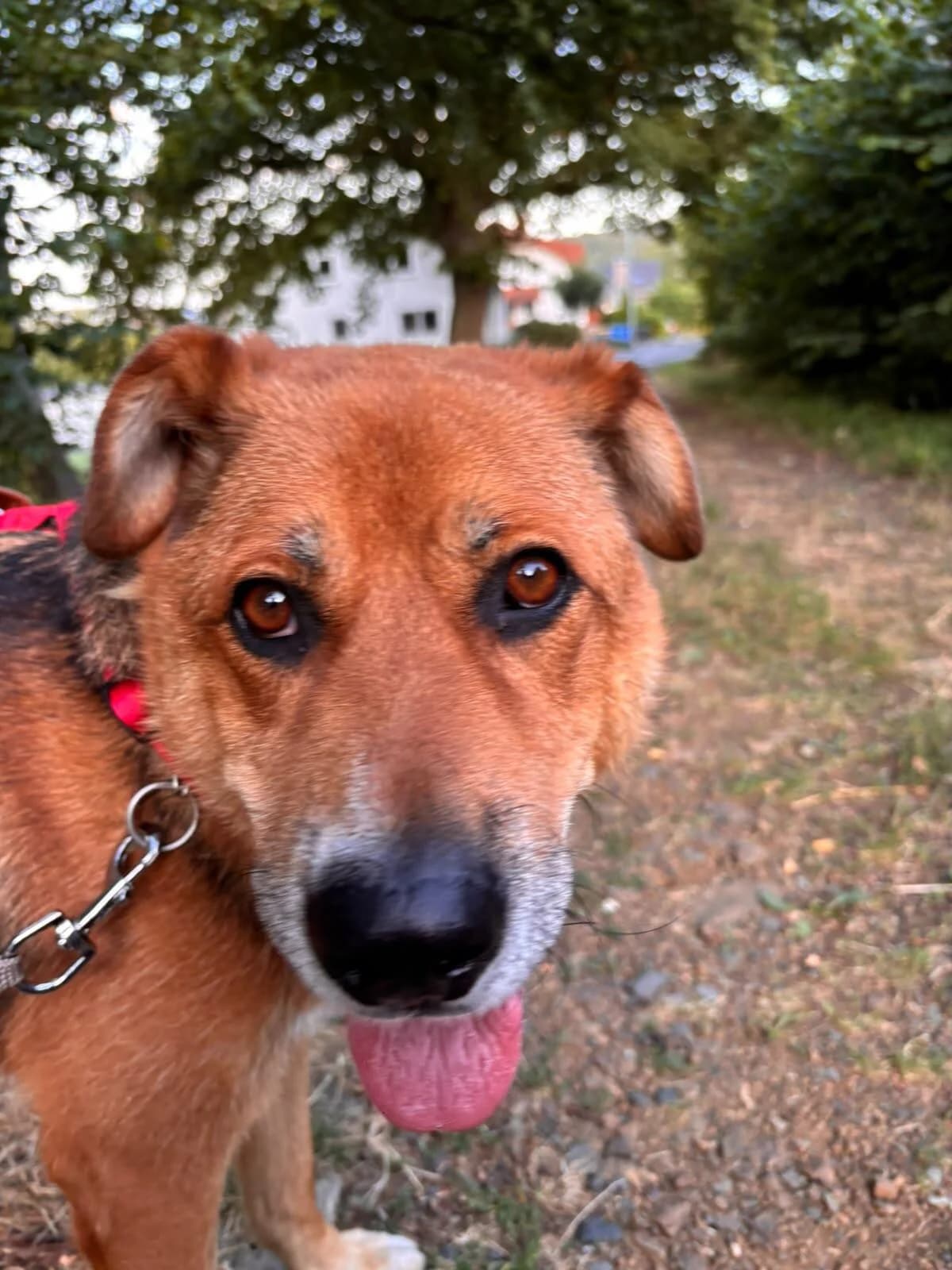Maverick, male 5yo Mixed Breed for adoption at Tierfreunde im Fläming e.V.