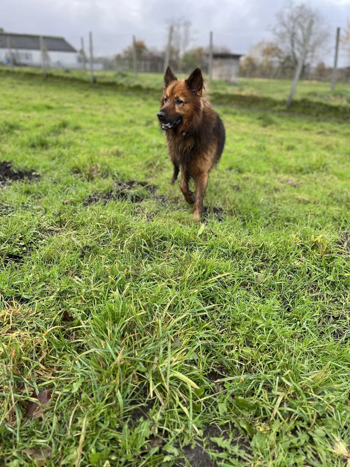 Tiefbauexperte Odin, male 6yo Harzer Fuchs for adoption at Tierfreunde im Fläming e.V.