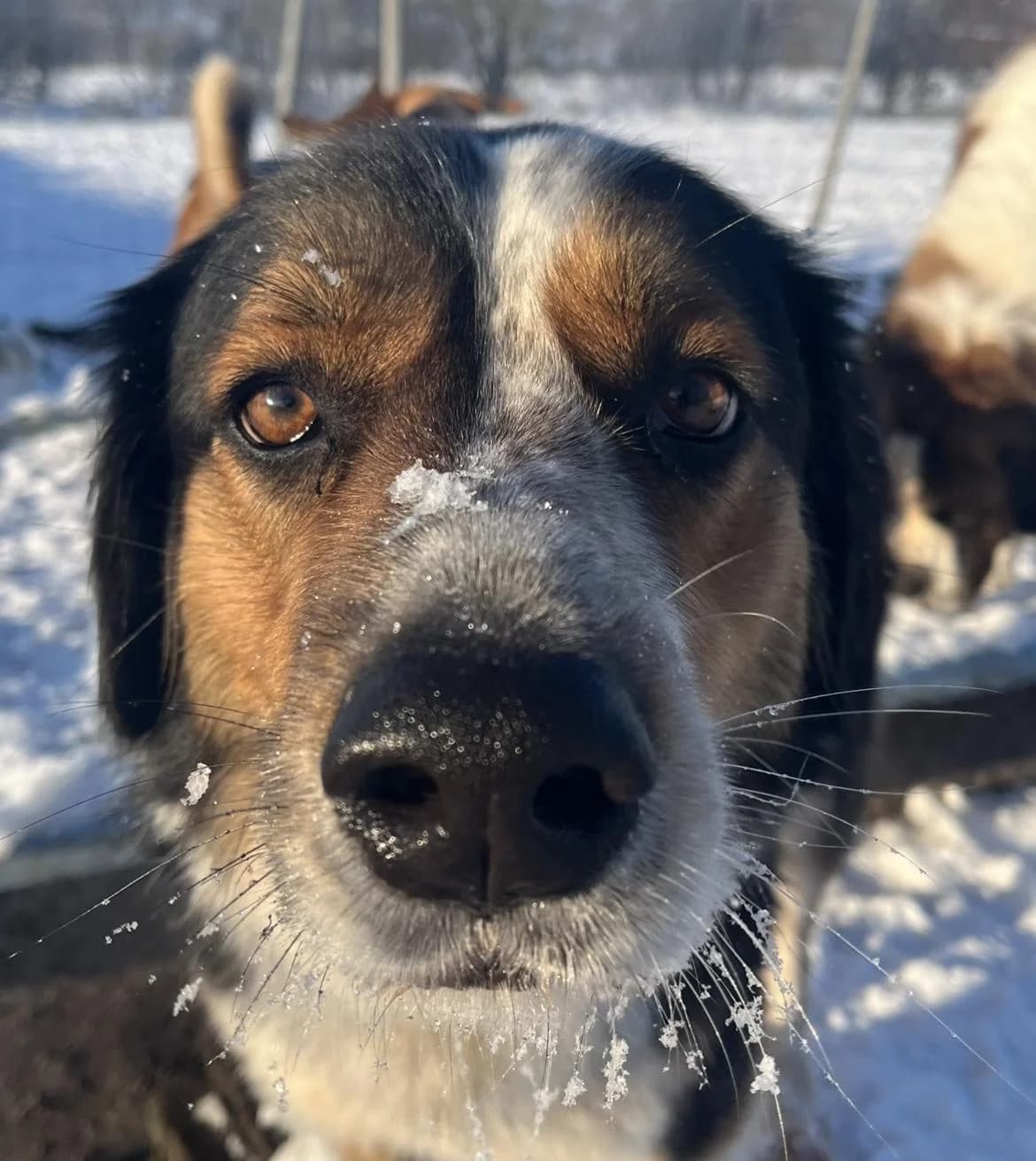 Theo, male 6yo mixed breed for adoption at Tierfreunde im Fläming e.V.
