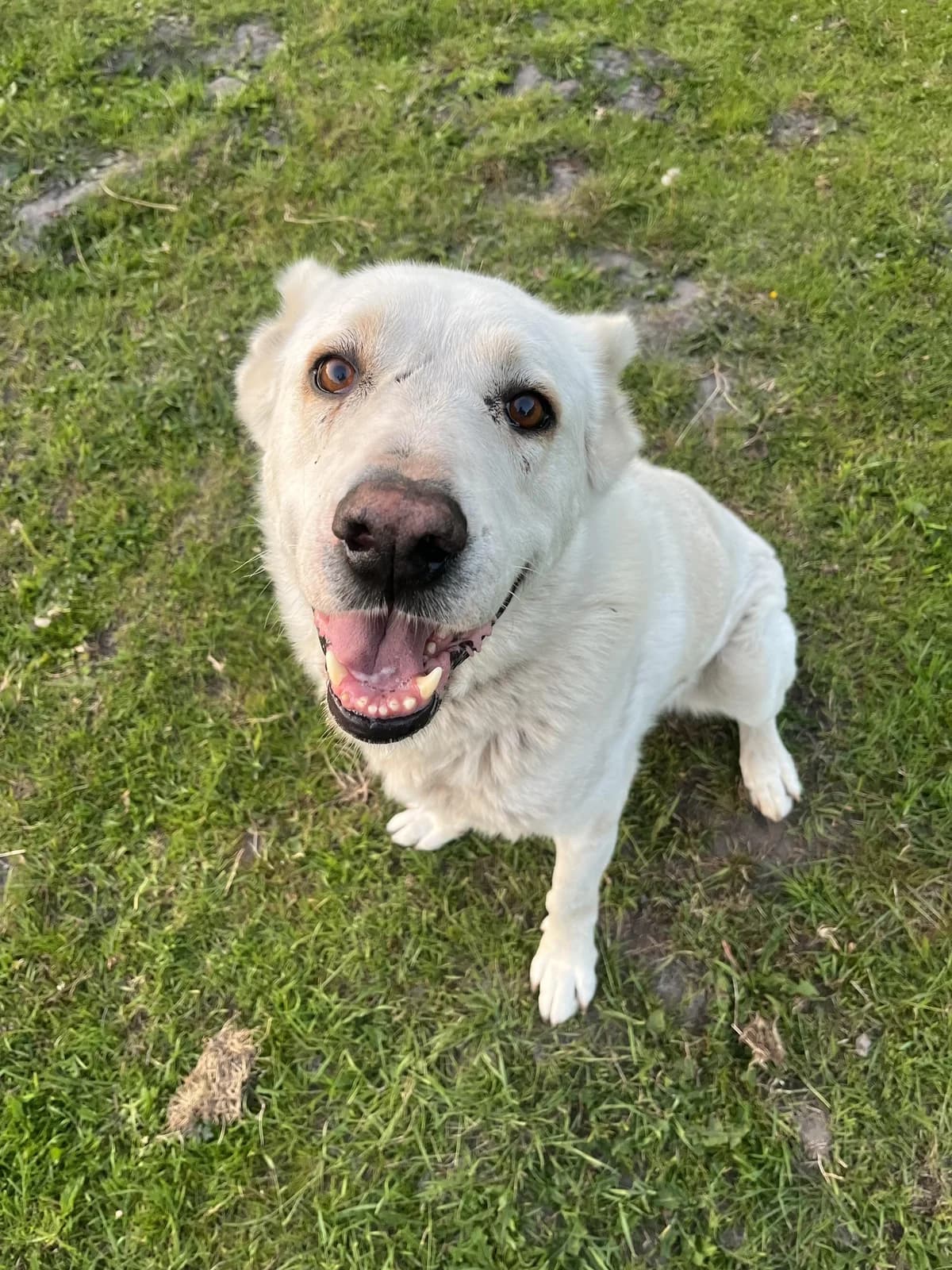Bruno der Eisbär, senior Akbash for adoption at Tierfreunde im Fläming e.V.