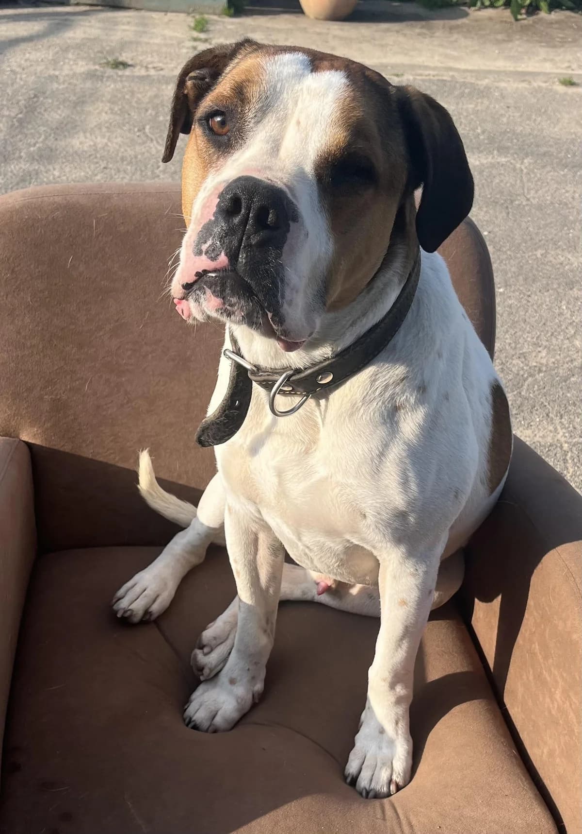 Platz da, hier kommt Frosch, male 6yo English Bulldog for adoption at Tierfreunde im Fläming e.V.