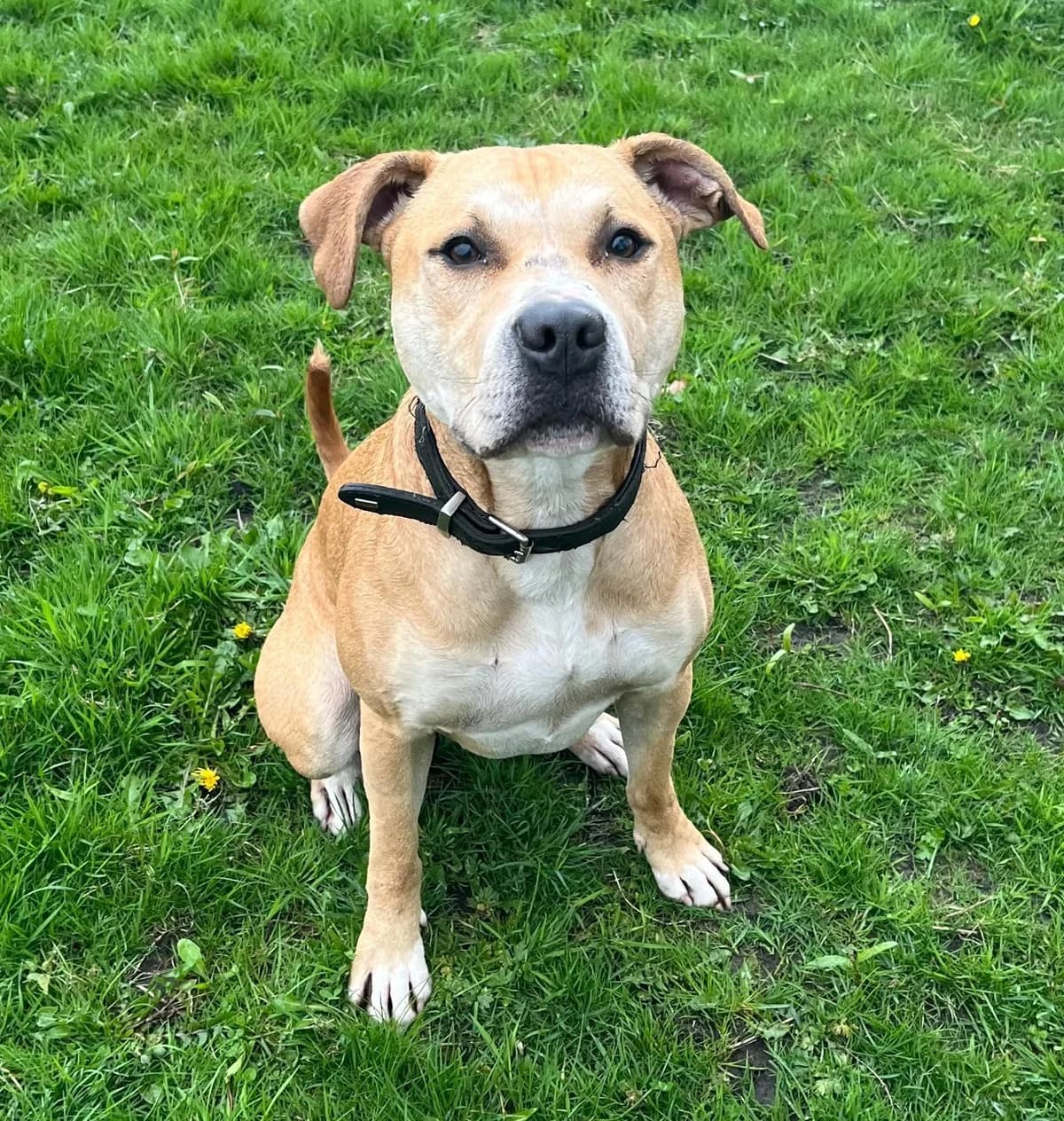 Sparky, male 3yo Staffordshire Bull Terrier for adoption at Tierfreunde im Fläming e.V.