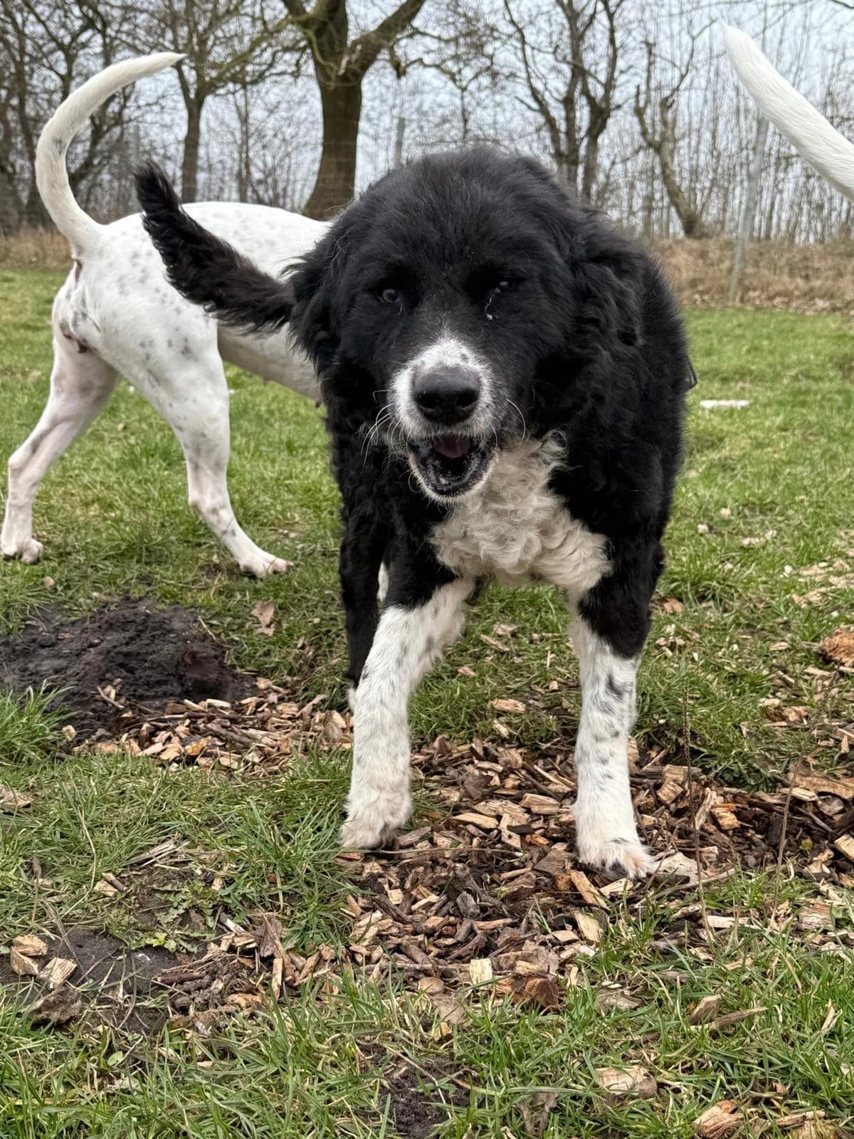 Die liebevolle Schredder, female senior Mixed Breed for adoption at Tierfreunde im Fläming e.V.