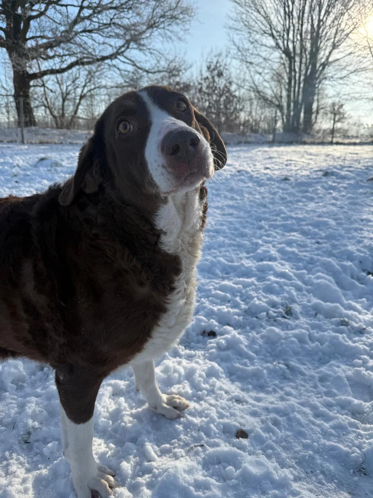 Grete, female senior mixed breed for adoption at Tierfreunde im Fläming e.V.
