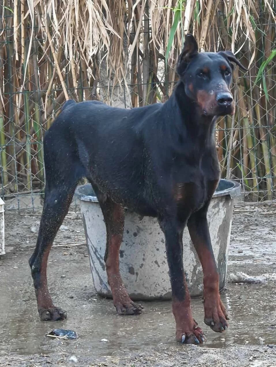 Anfragestopp Bole, male young Doberman for adoption at Tierfreunde im Fläming e.V.