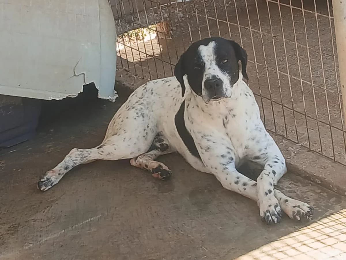 Simon, male 4yo Pointer for adoption at Tierfreunde im Fläming e.V.
