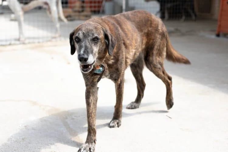 Taisson, male senior Mixed Breed for adoption at Tierfreunde im Fläming e.V.