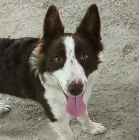 Verträgliche Olivia7, female young mixed breed for adoption at Tierfreunde im Fläming e.V.