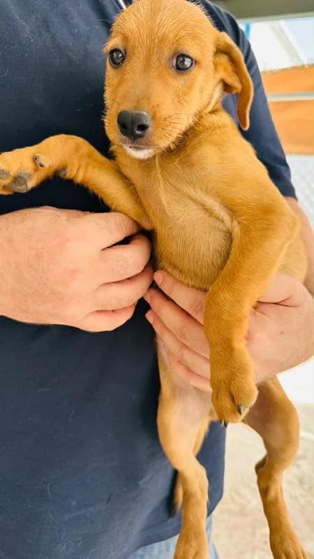 Bobby3, der Süße, male puppy Podenco for adoption at Tierfreunde im Fläming e.V.