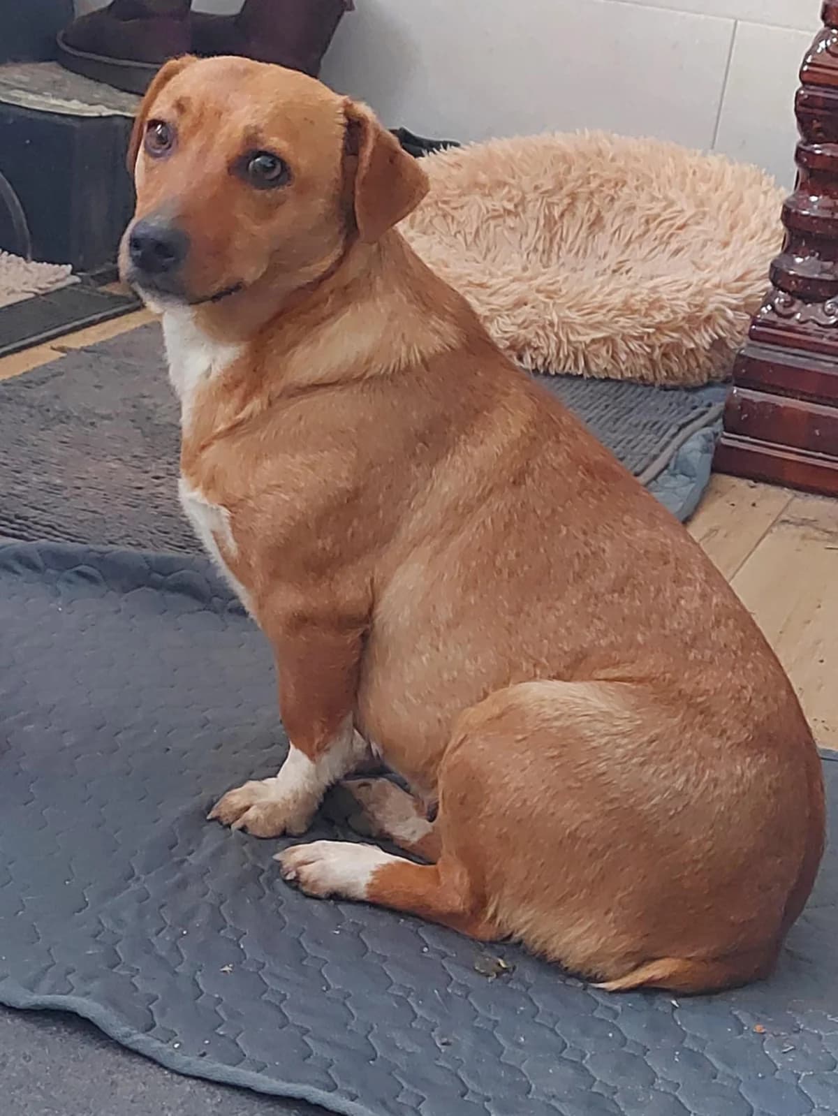 Rosi, female young Mixed Breed for adoption at Tierfreunde im Fläming e.V.