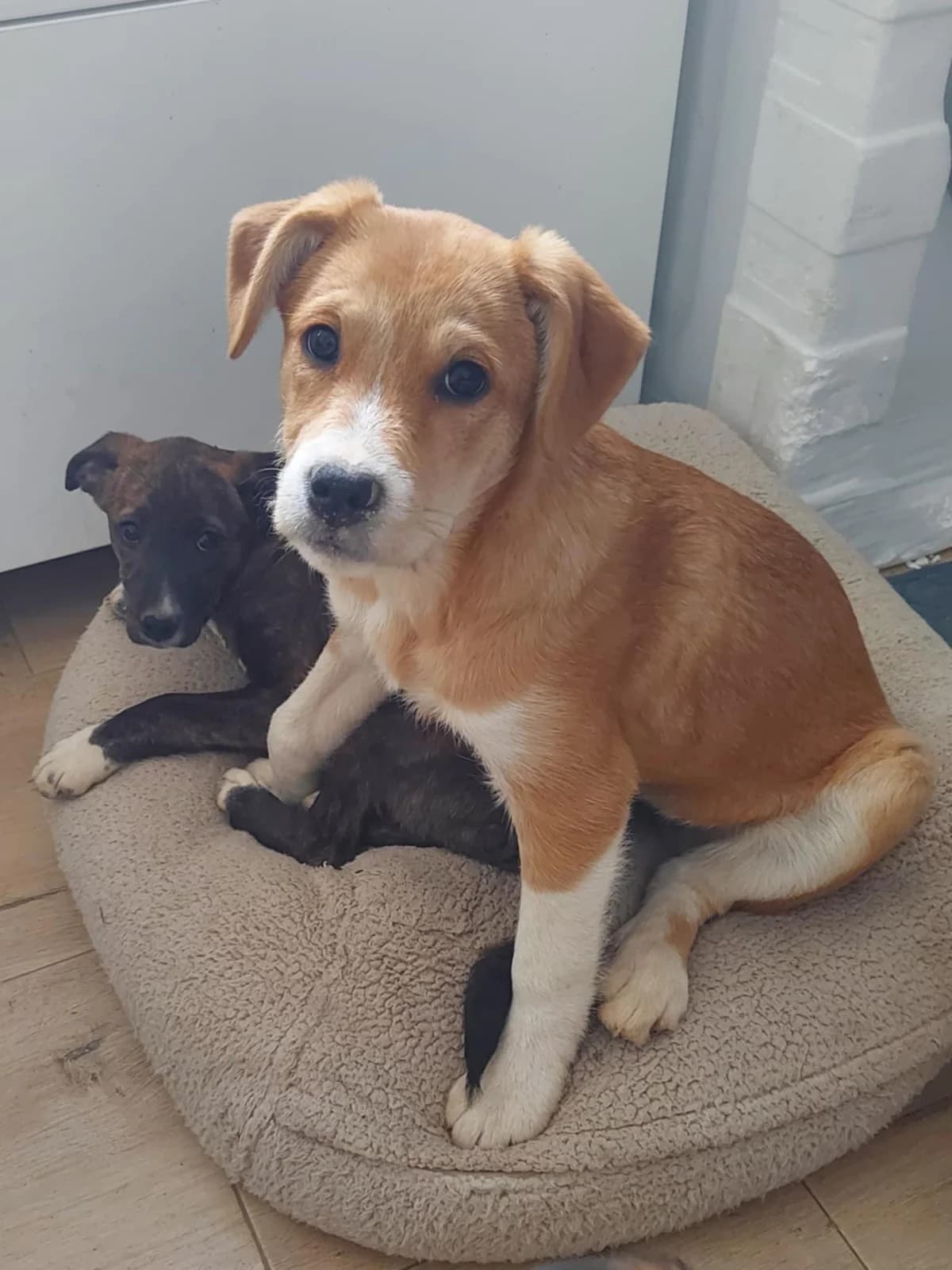 Rita, female puppy Mixed Breed for adoption at Tierfreunde im Fläming e.V.