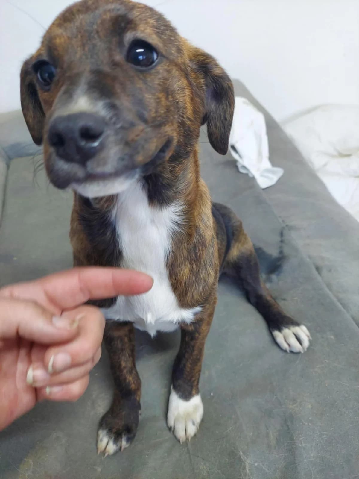 Ronja, female puppy Mixed Breed for adoption at Tierfreunde im Fläming e.V.