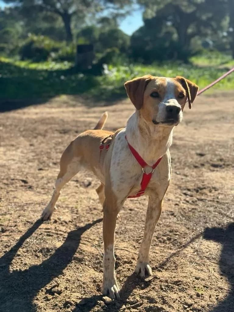 Bongo, male 7yo Mixed Breed for adoption at Tierfreunde im Fläming e.V.