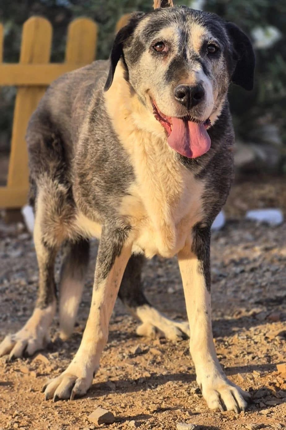 Sansa, female 7yo Mixed Breed for adoption at Tierfreunde im Fläming e.V.
