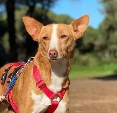 Triki, male 6yo Podenco for adoption at Tierfreunde im Fläming e.V.