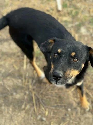 Marek, male 4yo Mixed Breed for adoption at Tierfreunde im Fläming e.V.