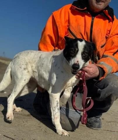 Delia, female 3yo Mixed Breed for adoption at Tierfreunde im Fläming e.V.