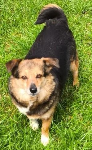 Nora, female senior Mixed Breed for adoption at Tierfreunde im Fläming e.V.