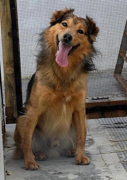 Dilan1, braun male young Mixed Breed for adoption at Tierfreunde im Fläming e.V.