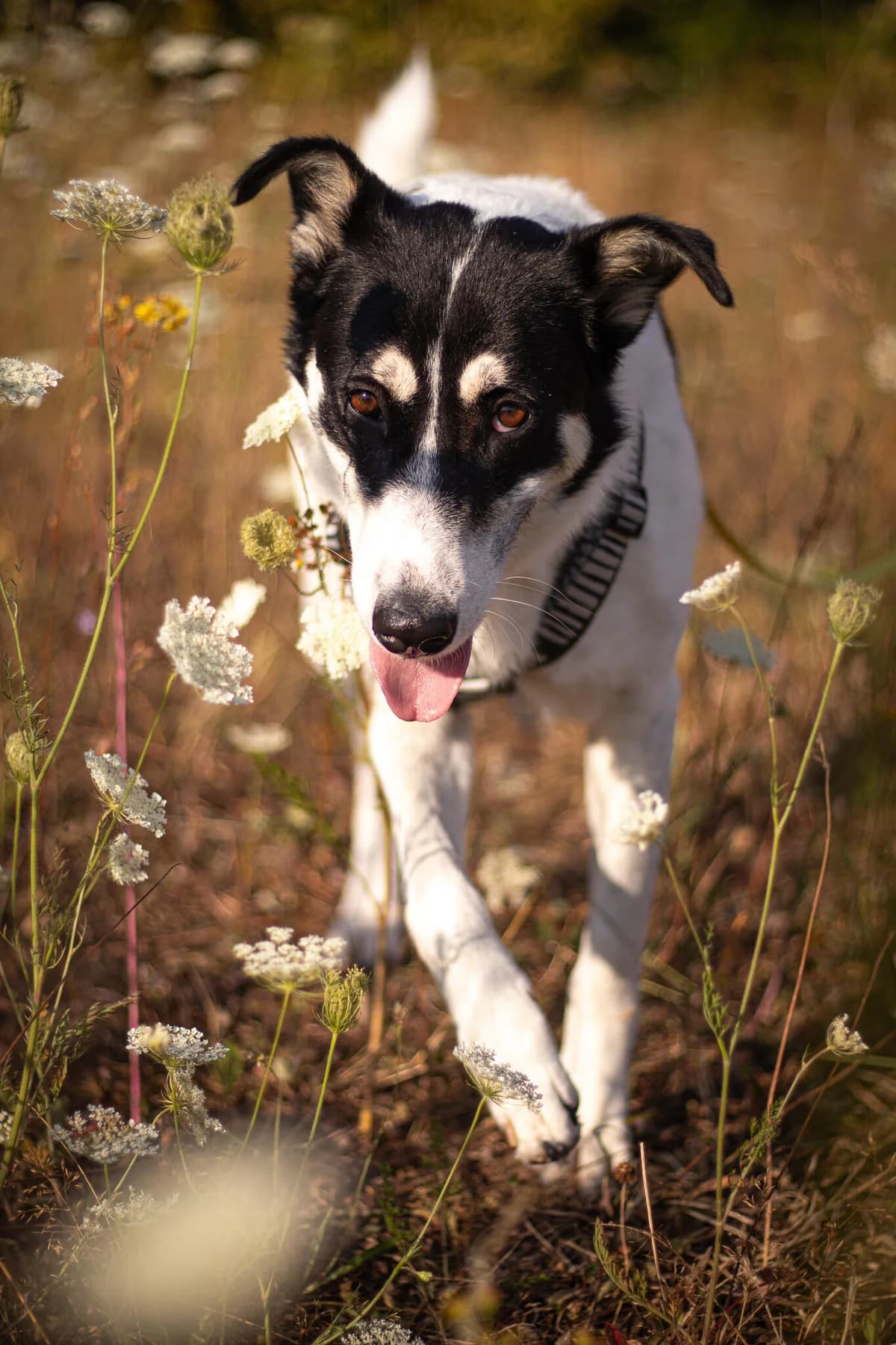 Orea, female 4yo Mixed Breed for adoption at Tierfreunde im Fläming e.V.