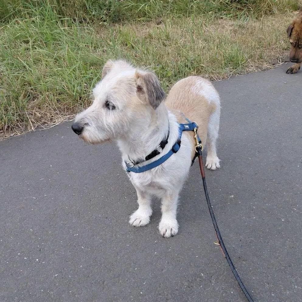 Franzi, female 5yo West Highland White Terrier for adoption at Tierfreunde im Fläming e.V.
