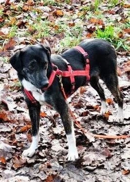 CAMILLO + CALVIN, male 3yo Mixed Breed for adoption at Tierfreunde im Fläming e.V.