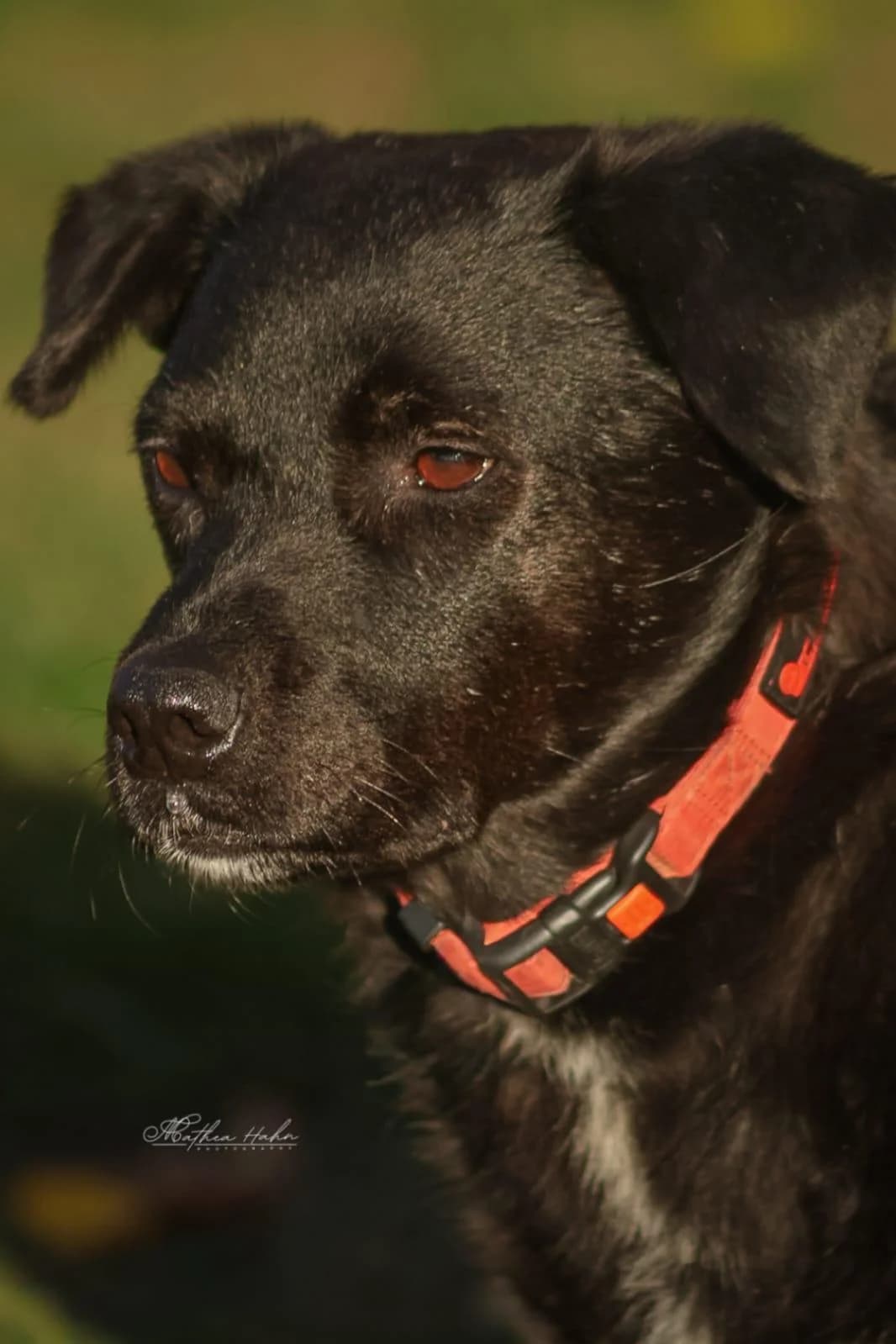 Randy, male senior Mixed Breed for adoption at Tierfreunde im Fläming e.V.