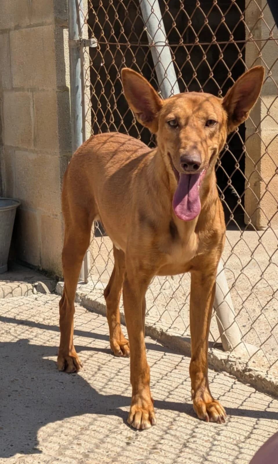 stolzer, freundlicher Podenco, male 3yo Podenco for adoption at Tierfreunde im Fläming e.V.