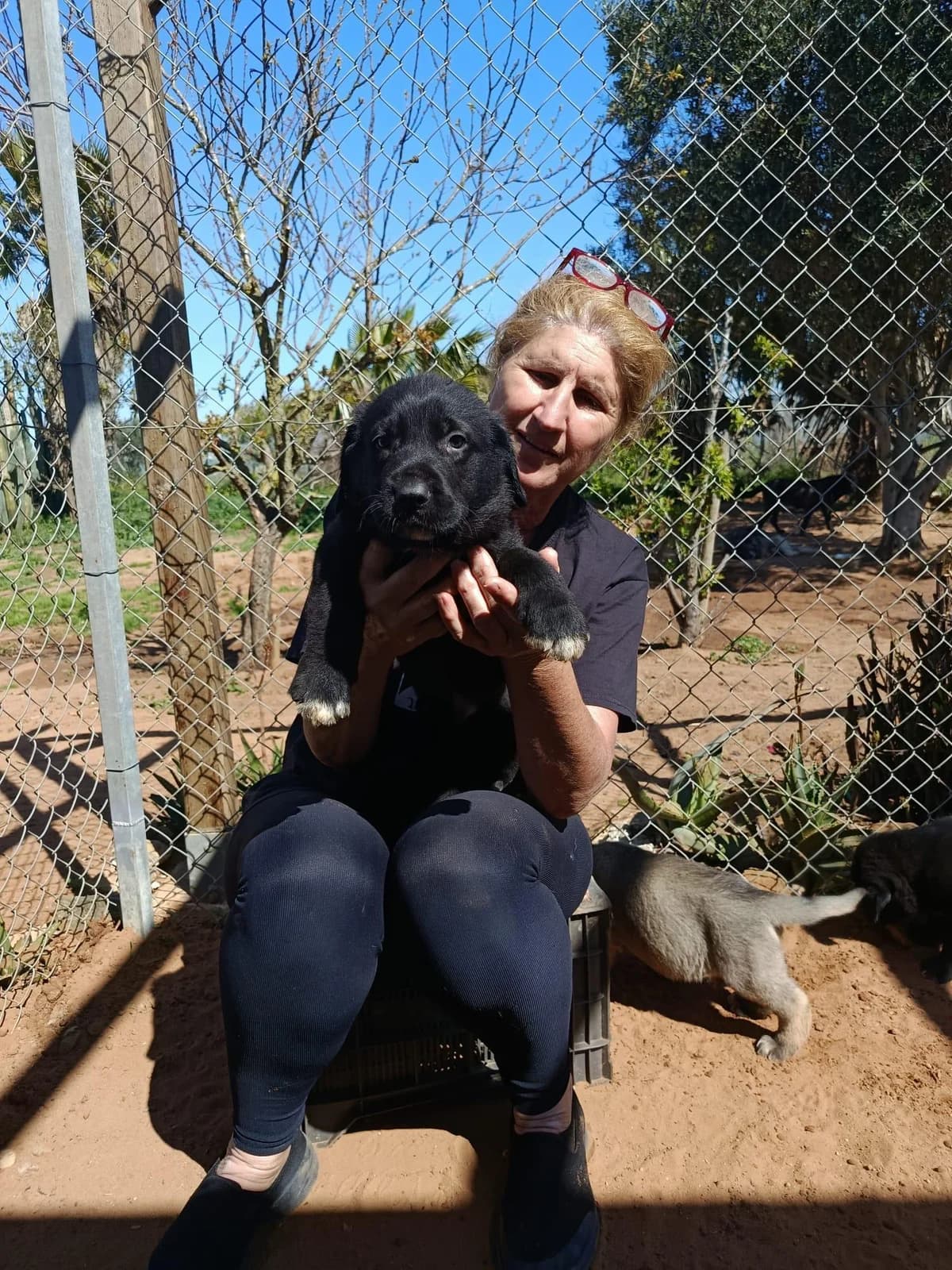 Moon, male puppy Mixed Breed for adoption at Tierfreunde im Fläming e.V.