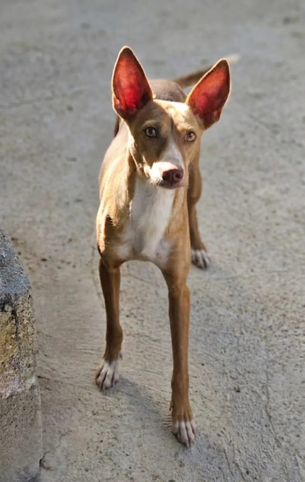 Podenca Astyn, female young Podenco for adoption at Tierfreunde im Fläming e.V.