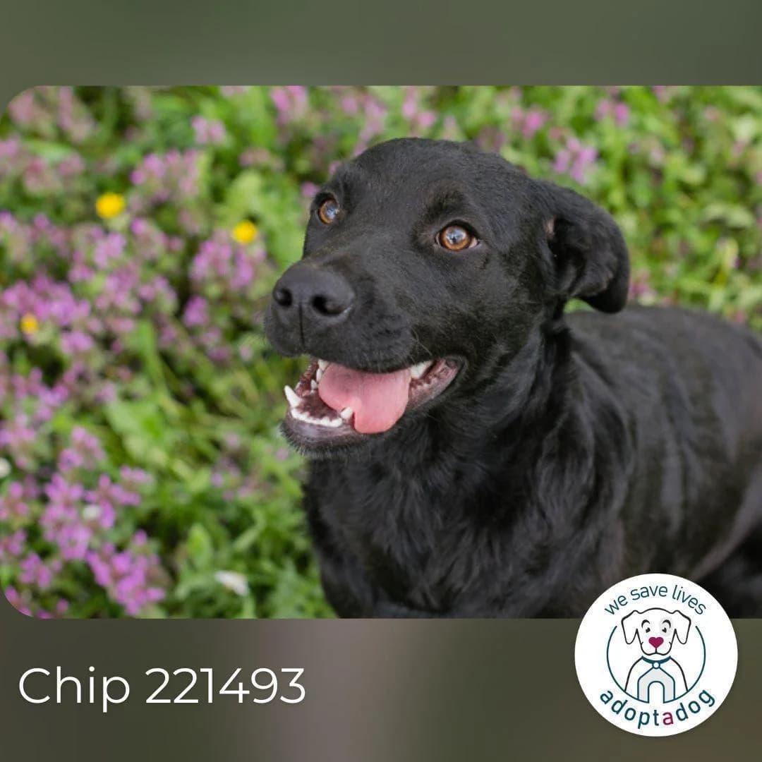 Chip, male puppy Mixed Breed for adoption at Tierfreunde im Fläming e.V.