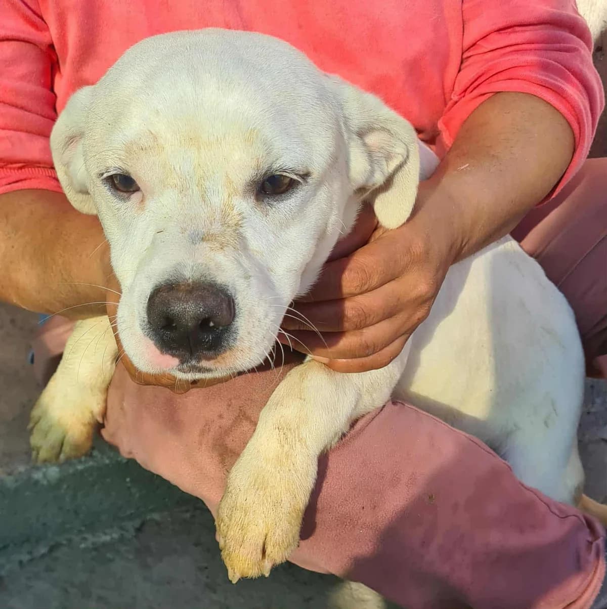 Ynse, male young Mixed Breed for adoption at Tierfreunde im Fläming e.V.