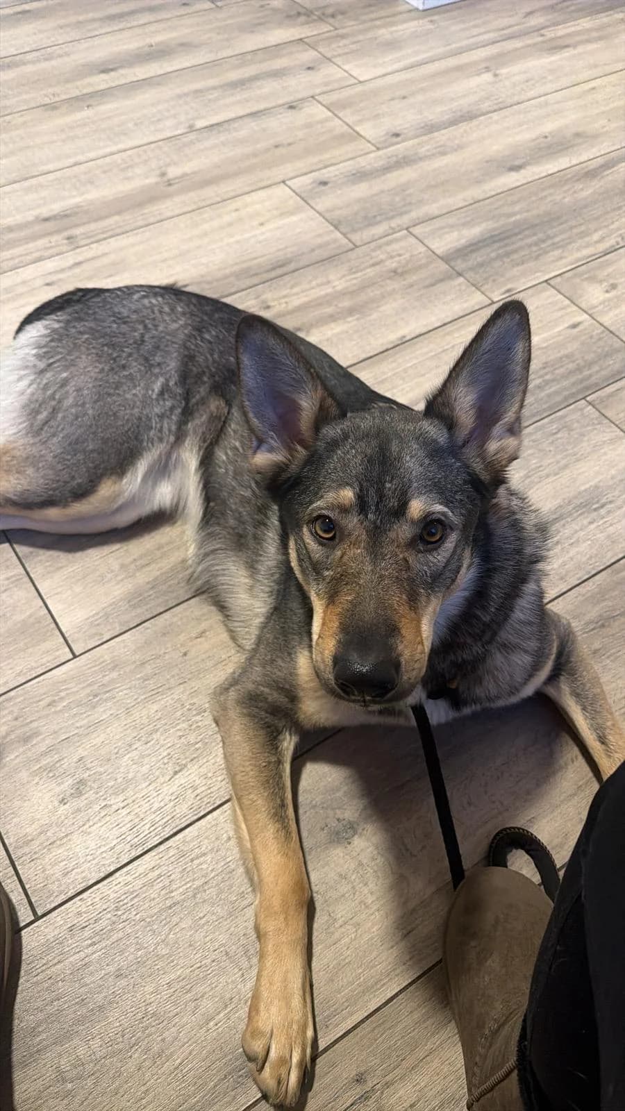 Elsa, female 3yo mixed breed for adoption at Tierfreunde im Fläming e.V.