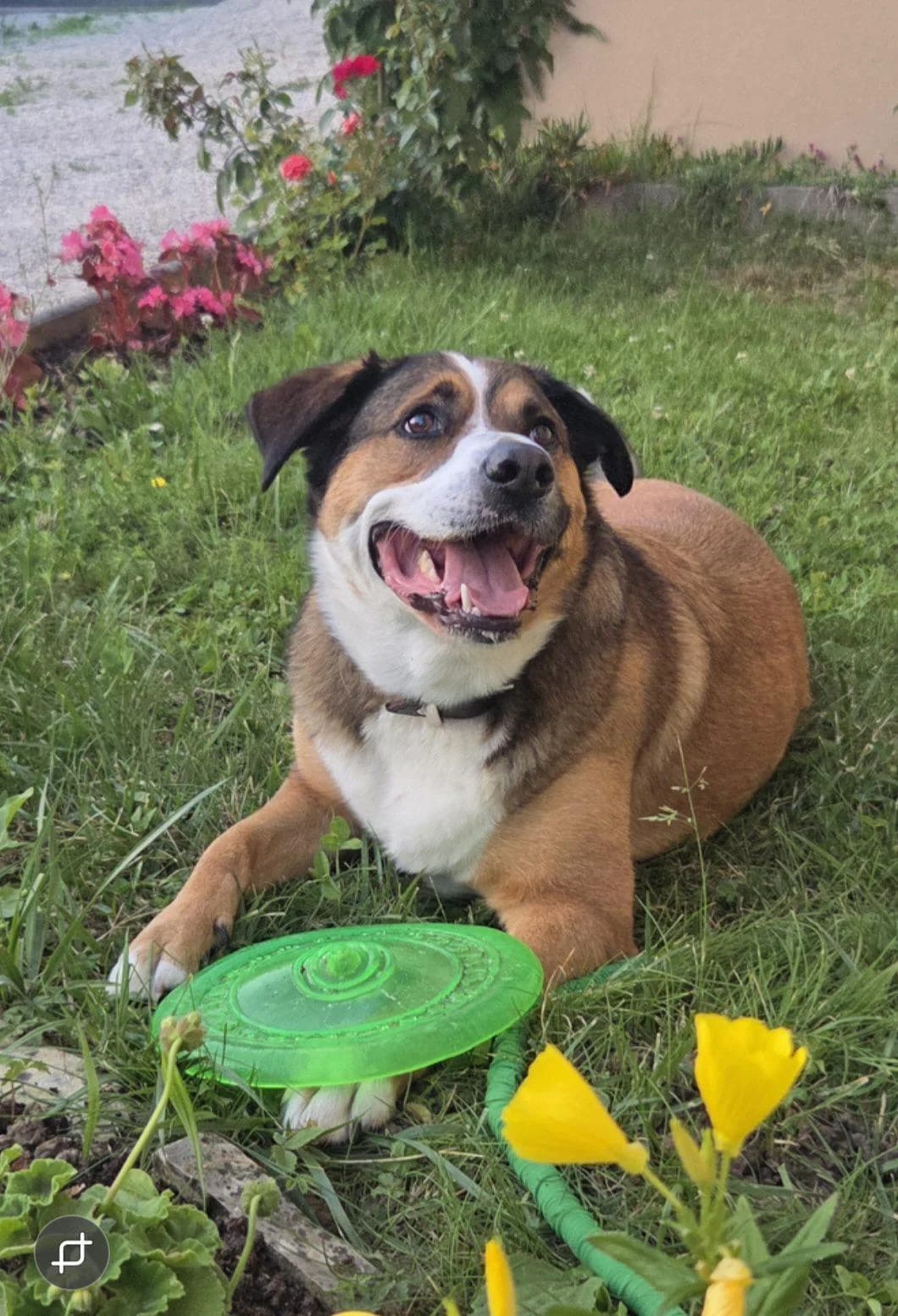 Vermittlungshilfe, male 5yo Border Collie for adoption at Tierfreunde im Fläming e.V.