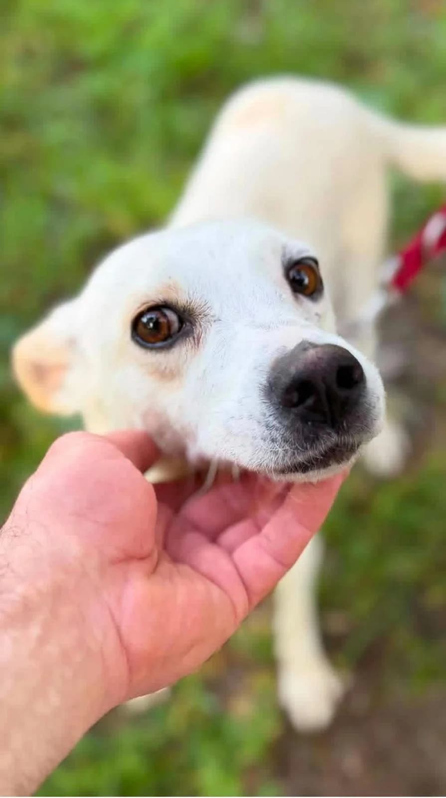 Tiffy, female young Mixed Breed for adoption at Tierfreunde im Fläming e.V.