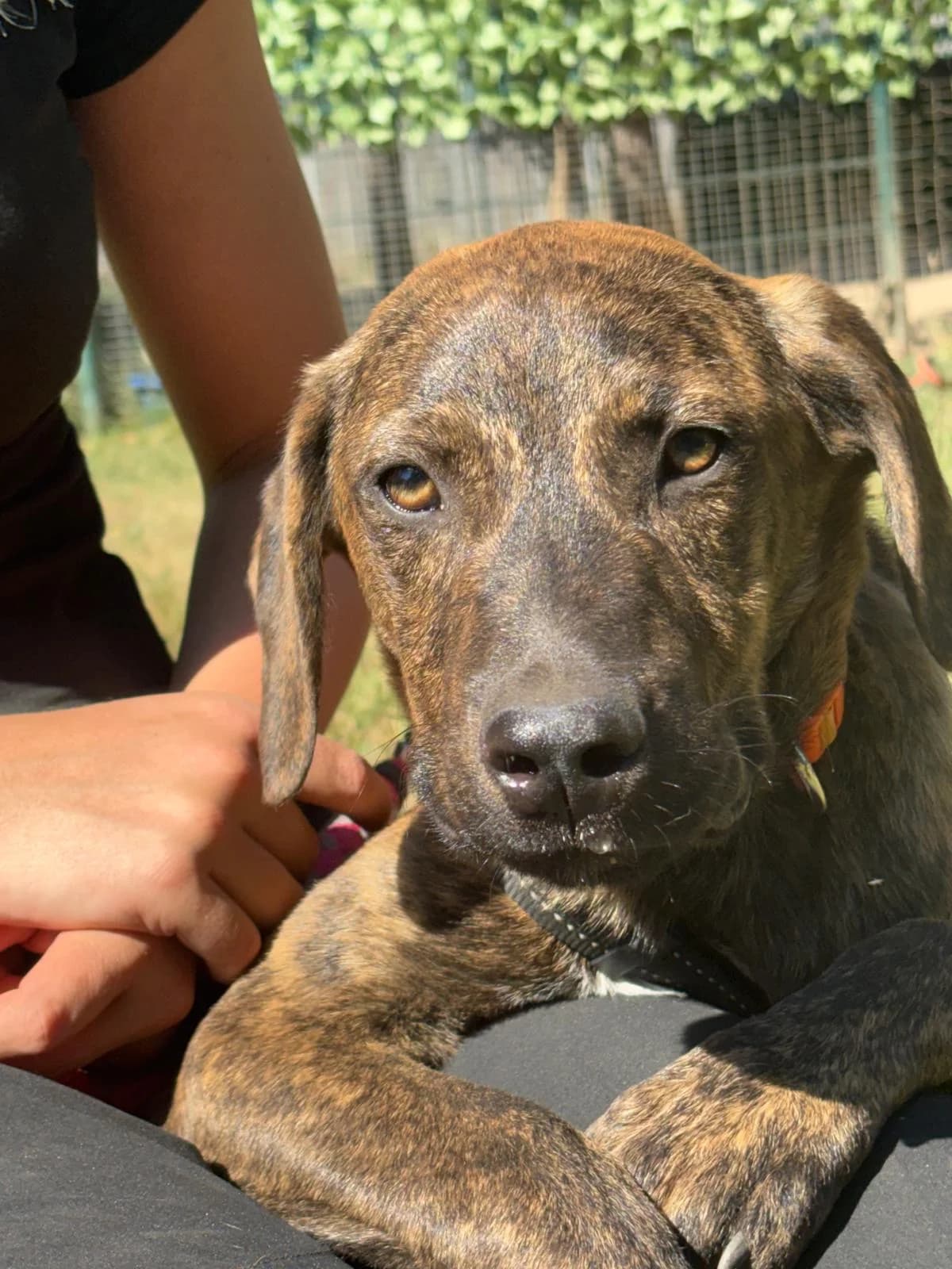🐾 Bobby „Bob“, male puppy Mixed Breed for adoption at Tierfreunde im Fläming e.V.