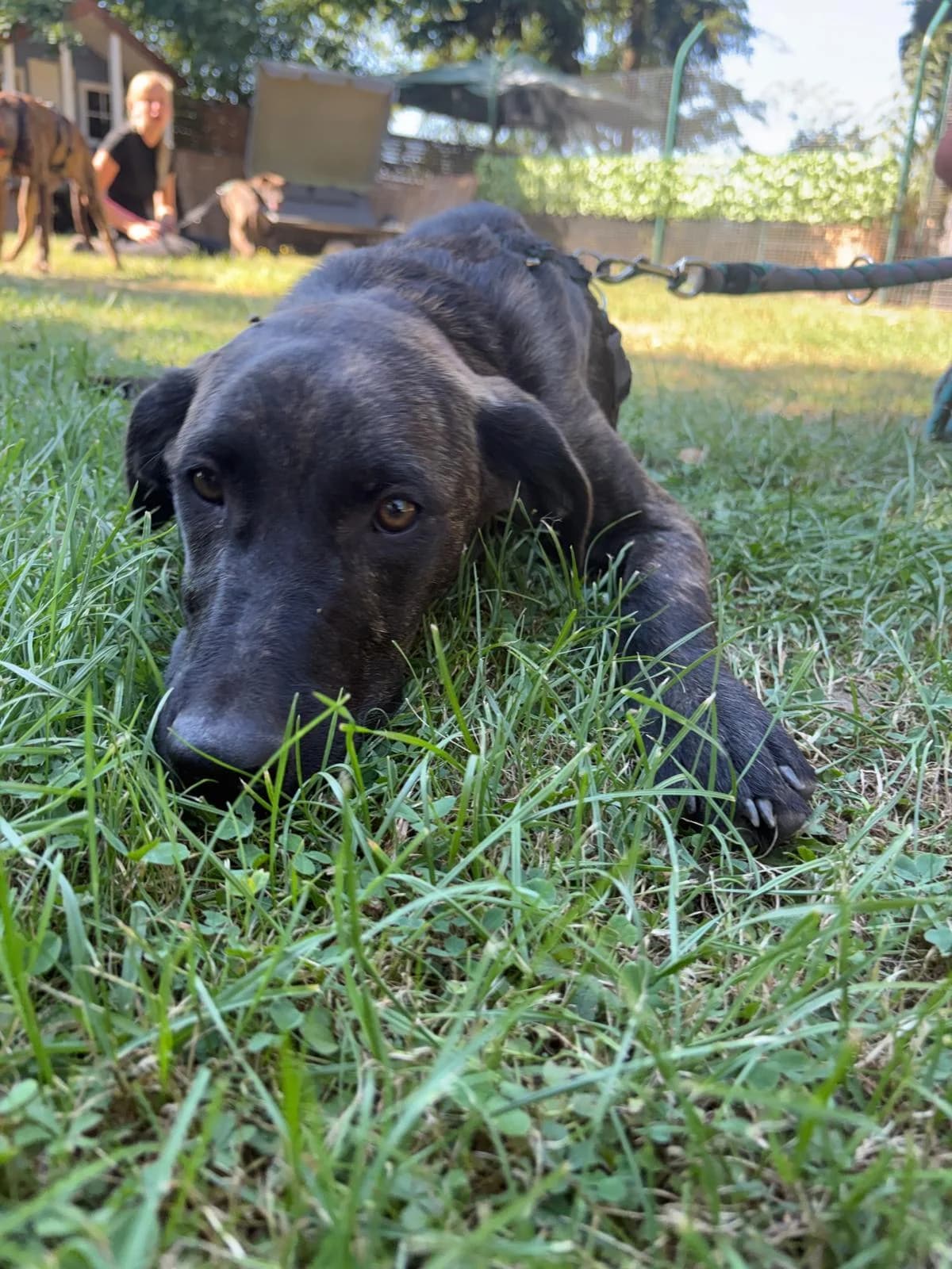 🐾 Józef „Juz“, male puppy Mixed Breed for adoption at Tierfreunde im Fläming e.V.