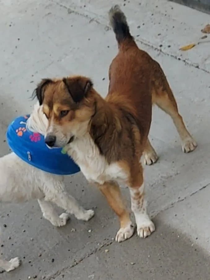 Turbo, male young Mixed Breed for adoption at Tierfreunde im Fläming e.V.